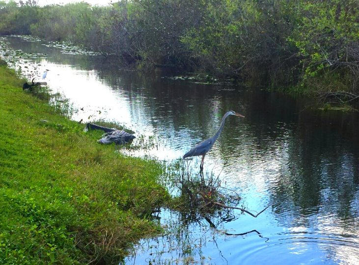 Miami Wandering Redhead