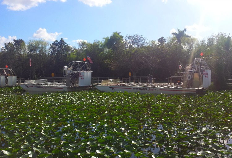 Miami Wandering Redhead