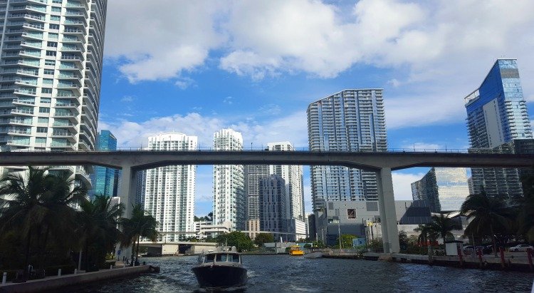 Miami Wandering Redhead