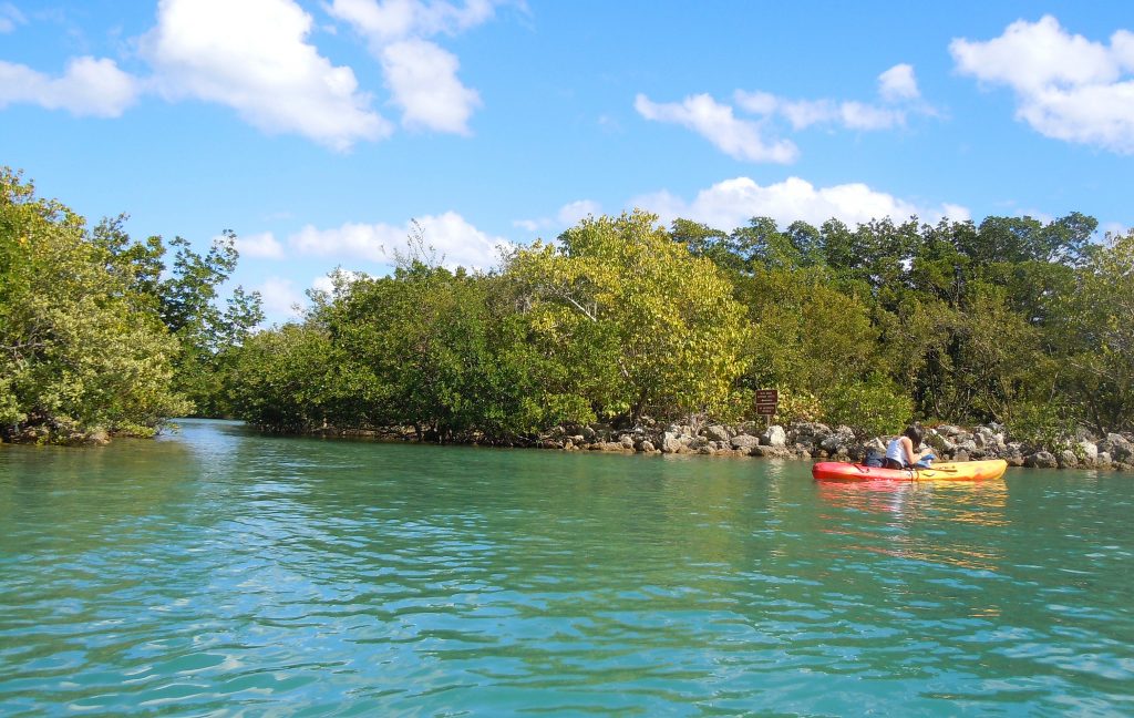 Miami Wandering Redhead