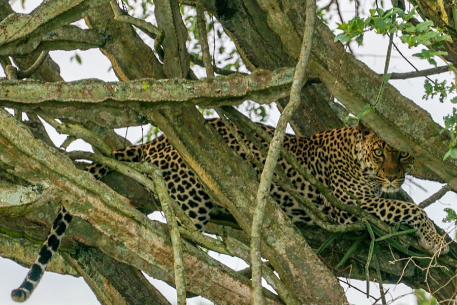 Leopard in Tree Uganda
