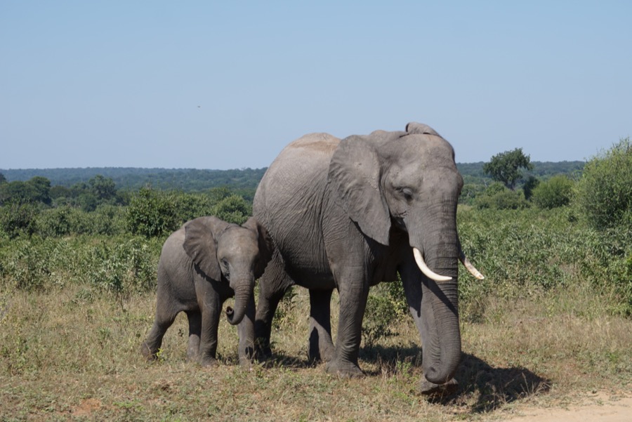 Mother and Baby Elephant in Botswana