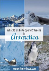 Pinteres Image with a penguin, a whale fluke, mountains covered in ice and a seal on an ice float
