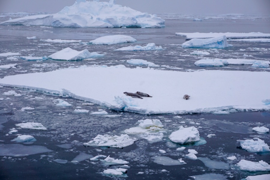 Antarctica Holiday