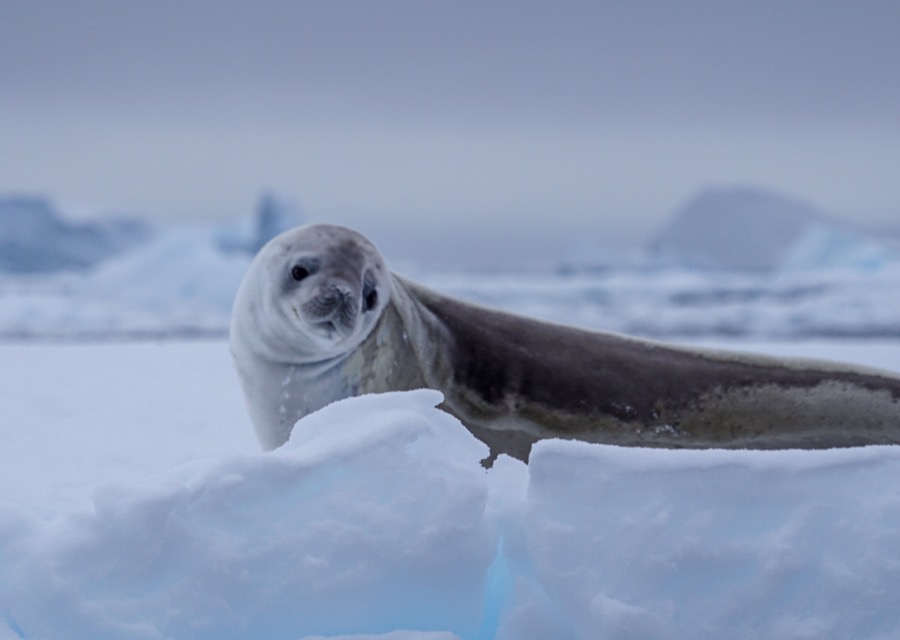 Grey seal on ice floating in grey sea in Antarctica