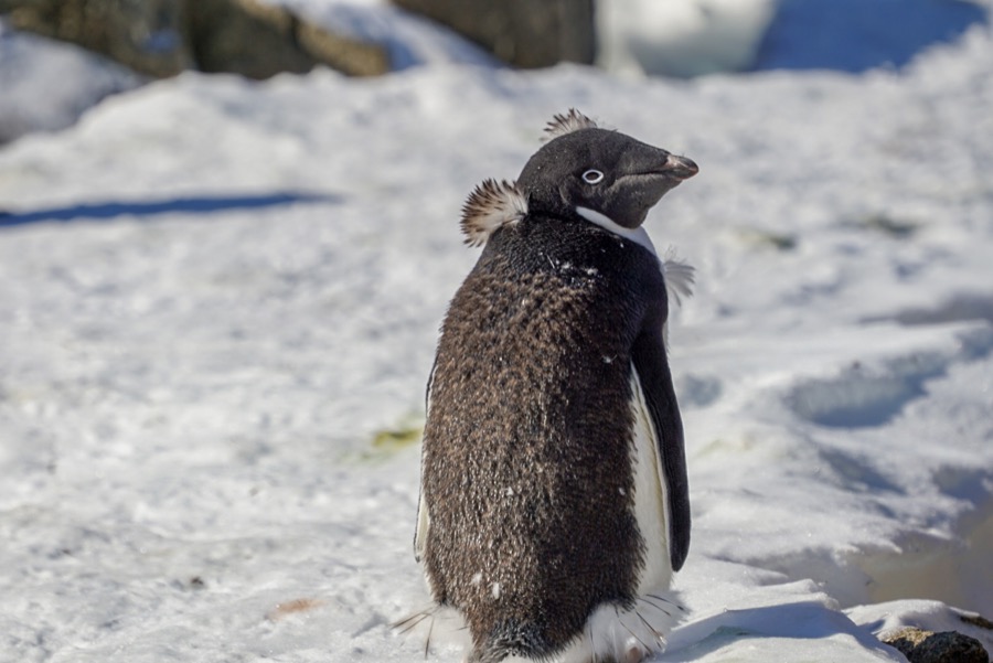 Antarctica Holiday