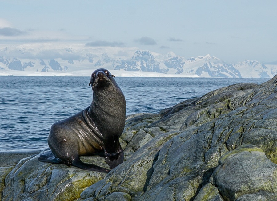Fur Seal on a rock in Antarctica with snowy mountains in background