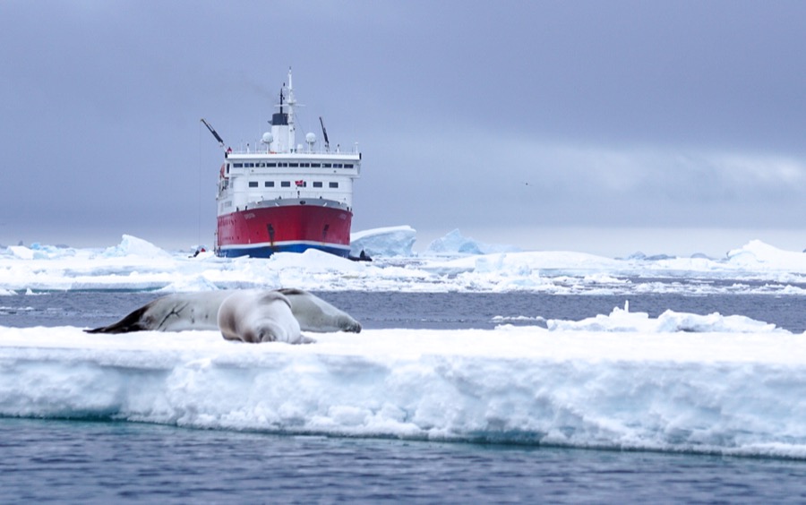 A grey crabeater seal lounges on a floating chunk of sea ice in the grey waters of Antarctica. There is a red and white expedition ship in the background against a blue grey sky.