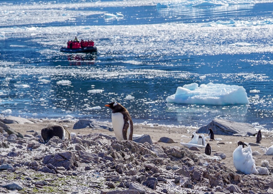 A group of Gentoo penguins sit on the beach as a zodiac boat full of passengers with red jackets arrive in the backgroun.