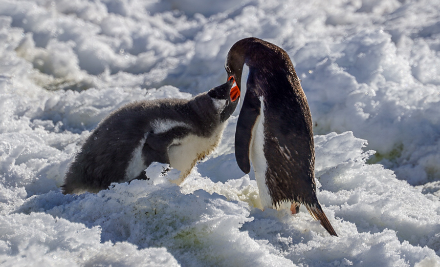 Penguin feeding it's Chick in Antarctica