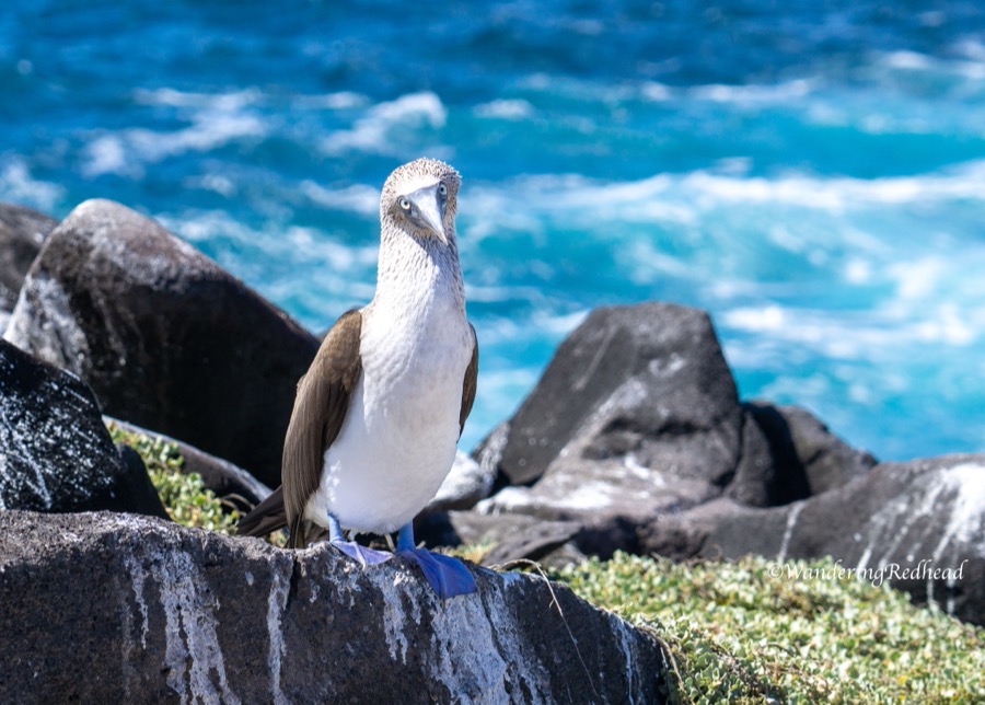 Blue Footed Booby in the Galapagos Islands, Wonder of the World