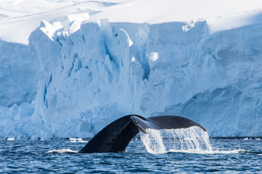 Humpback Whale Tail in water next to Iceberg