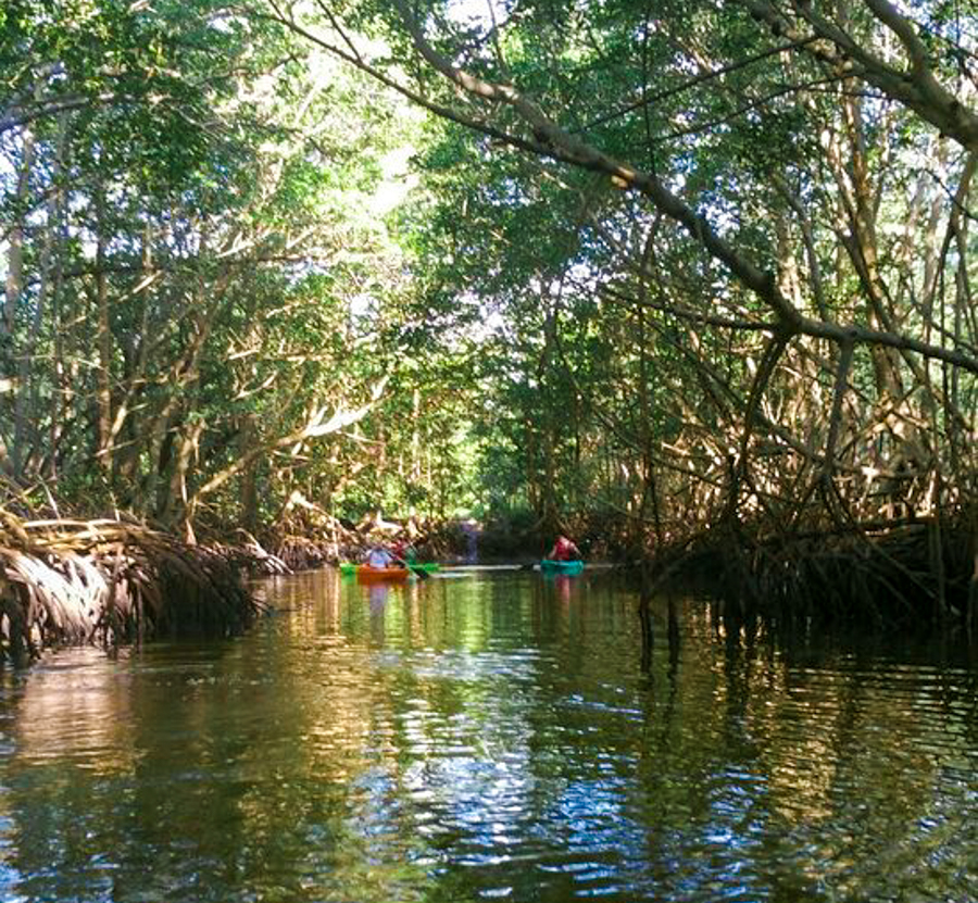 Kayaking on the Oleta River in Miami